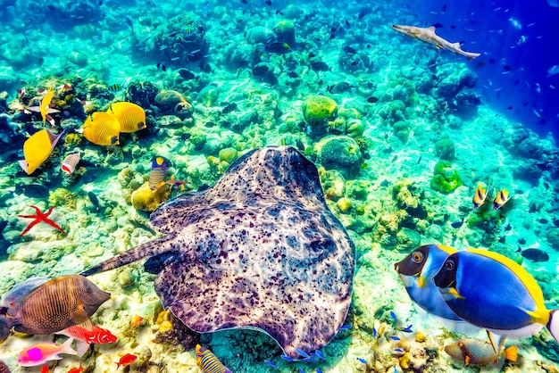 The magnificent underwater world of the Maldives