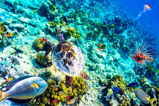 モルディブの壮大な水中世界