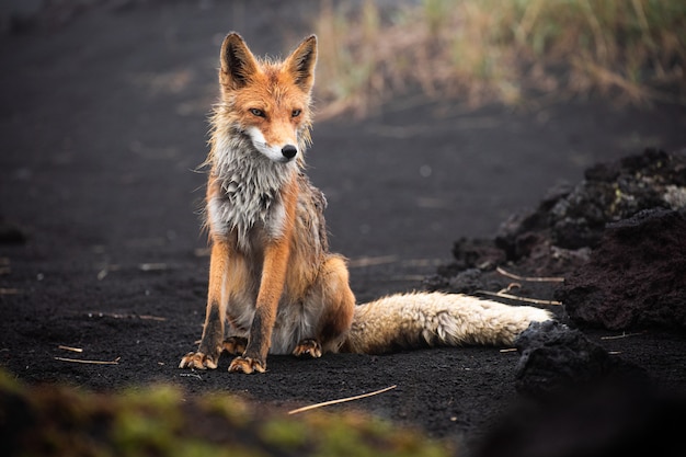 Una magnifica volpe rossa selvaggia (vulpes vulpes) a caccia di cibo da mangiare