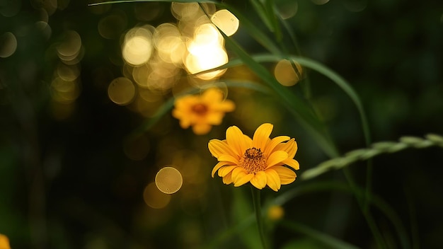 Magnificent yellow flowers against the background of a summer sunset in the forest Close up shot