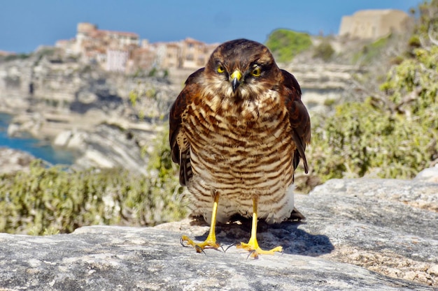 Foto magnifique bebe valk