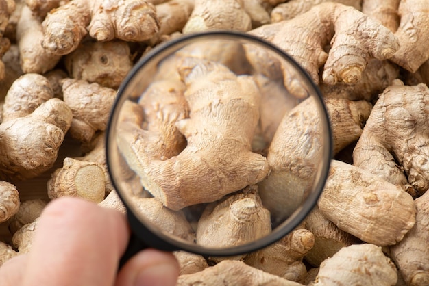 Magnifying glass on ginger root Concept of studying ginger