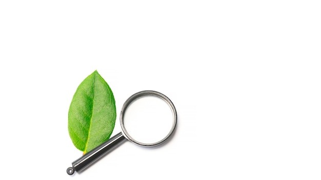 Magnifying glass and green leaf on white background