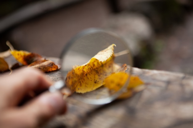 Magnifying glass looks at autumn leaves