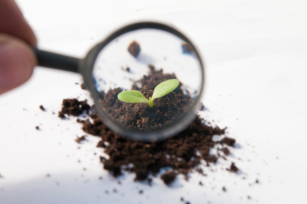 Under a magnifying glass a sprout grows from a pile of black earth on a white background.