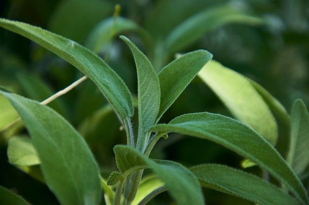 キッチンでスパイスとして使われる植物、サルビアセージの葉を拡大します。