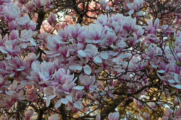 Photo magnolia against the sky