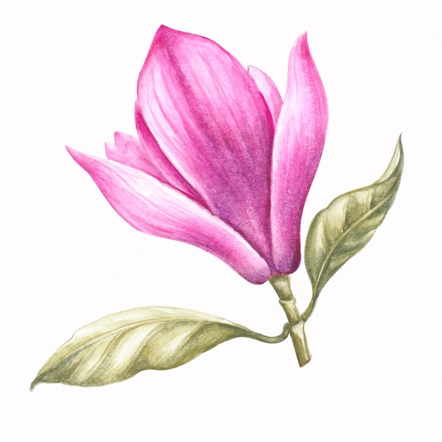 Magnolia aquarel