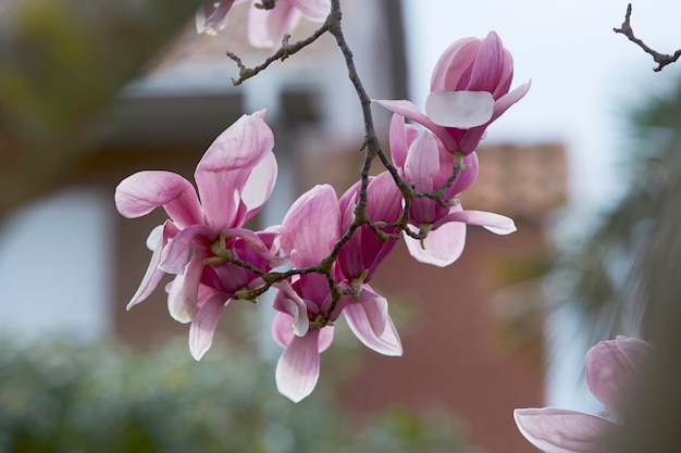 Photo magnolia beautiful flowers