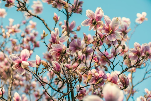 Magnolia bloeit in de lente met warm aprilweer. Lichtroze bloemen baden in het zonlicht tegen een blauwe lucht