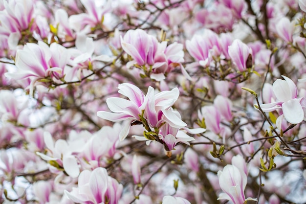 Magnolia bloeit in het voorjaar