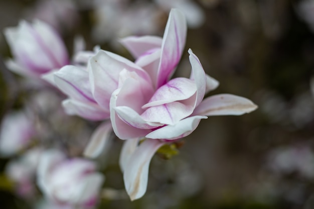Foto magnolia bloeit in het voorjaar