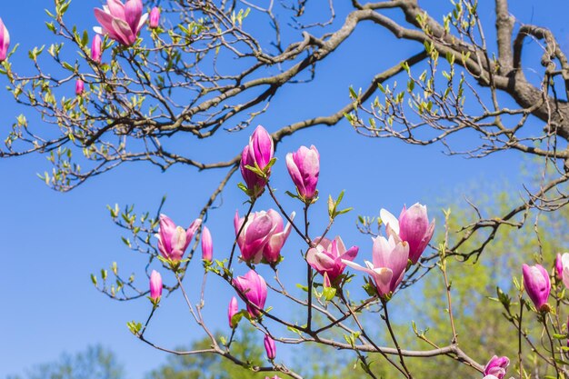 Magnolia bloeit in het voorjaar