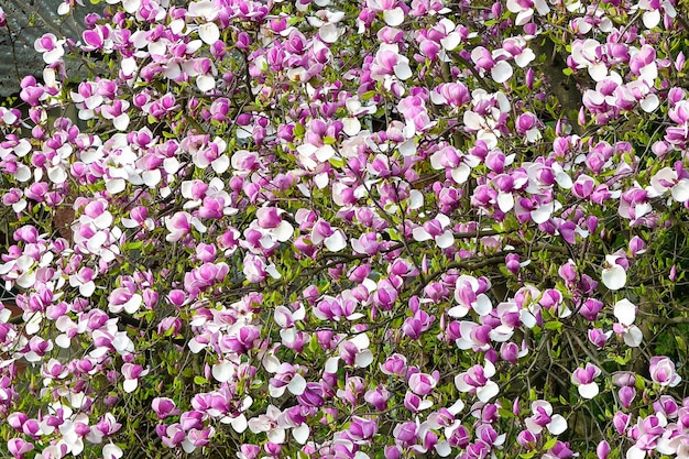 Magnolia bloeit in het vroege voorjaar Grote prachtige bloemen van magnolia in het voorjaar