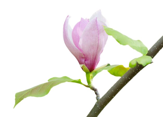 Magnolia bloem op wit