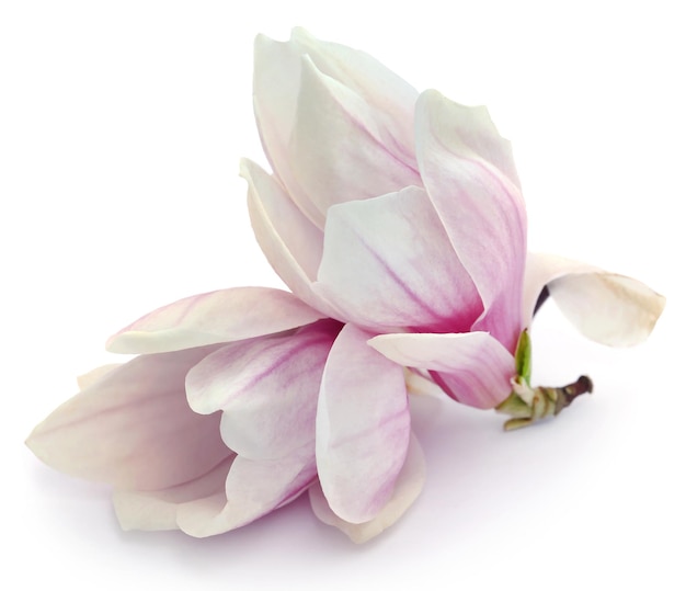 Magnolia bloem op witte achtergrond