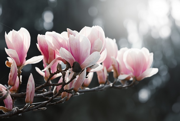 Magnolia bloemen in het voorjaar