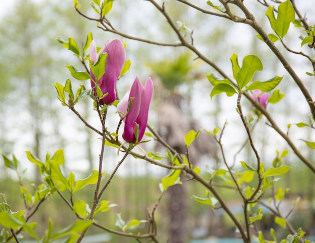 Magnolia-bloemen ontluiken een natuurlijke blured