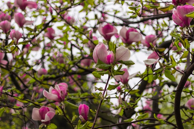 magnolia bloemen op boomtakken