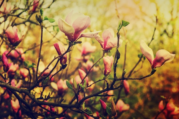 Magnolia bloemen