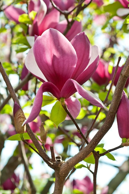 Magnolia bloemen