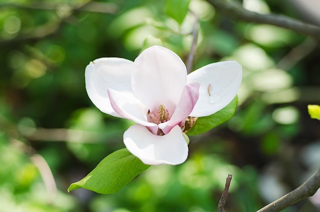 Magnolia bloemen