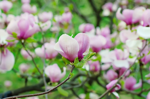 Magnolia bloemen