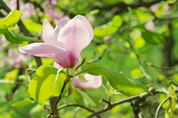 Magnolia bloemen