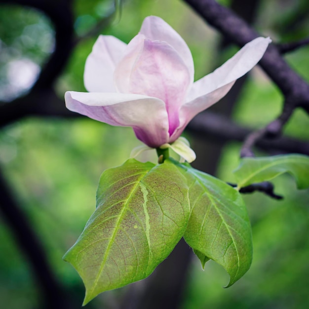 Magnolia bloemen