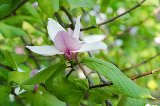 Magnolia bloemen