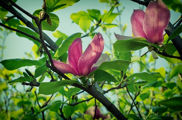 Magnolia bloemen