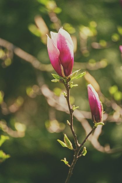 Magnolia bloemknop