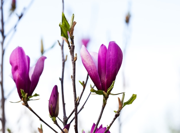 Foto magnolia bloemknoppen op takken close-up