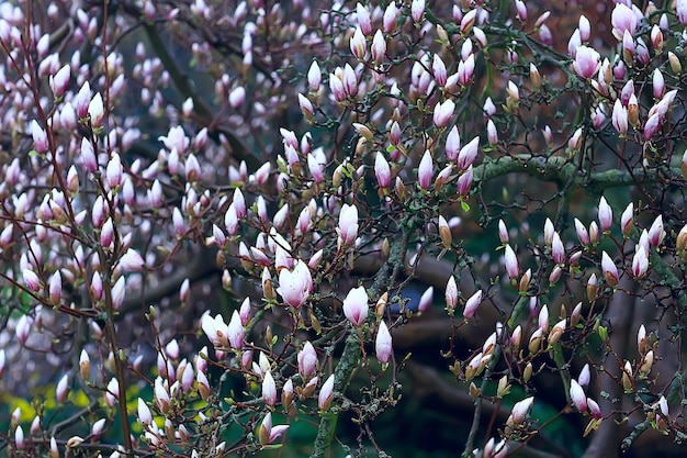 magnolia bloesem lentetuin / mooie bloemen, lente achtergrond roze bloemen