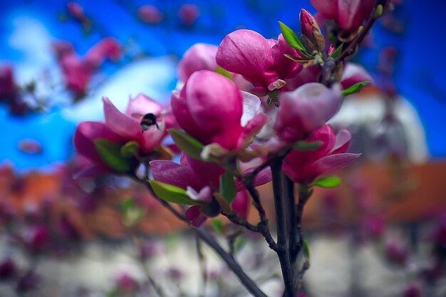 magnolia bloesem lentetuin / mooie bloemen, lente achtergrond roze bloemen