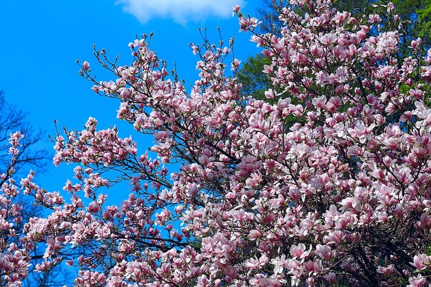 magnolia bloesem lentetuin / mooie bloemen, lente achtergrond roze bloemen