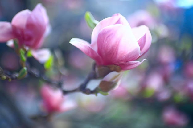 magnolia bloesem lentetuin / mooie bloemen, lente achtergrond roze bloemen