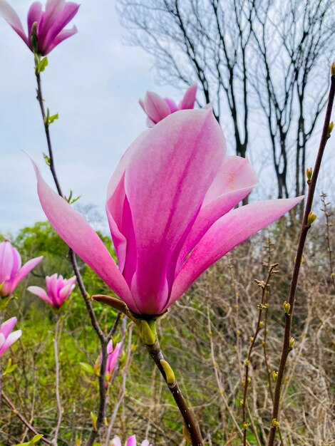 Magnolia bloesems