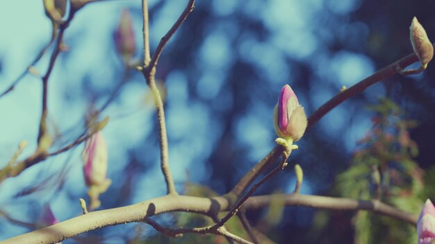 Photo magnolia bloom pink magnolia flowers flowering magnolia beautiful magnolia flowers