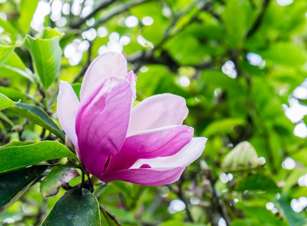 Magnolia blooming pink white flower green leaf