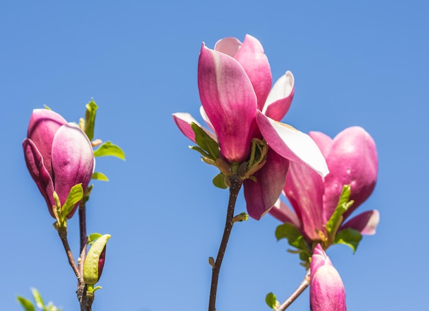 Magnolia blooms in spring