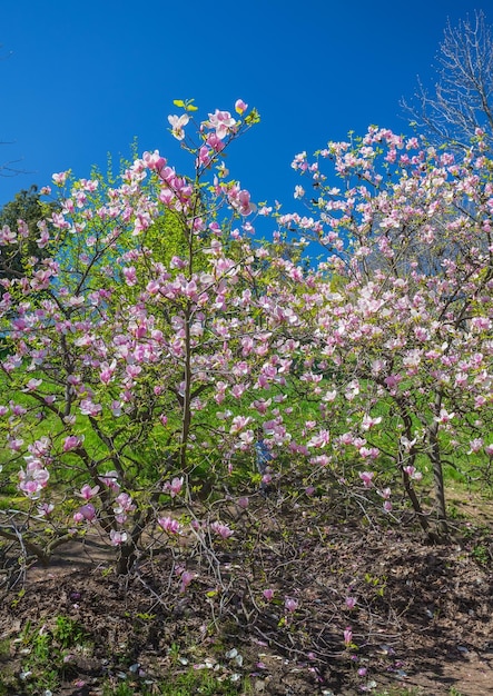 Magnolia blooms in spring