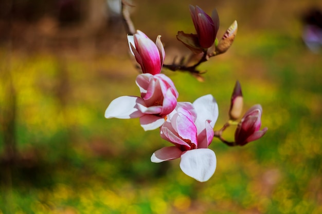 Magnolia blossom in Goodale park in Columbus, Ohio