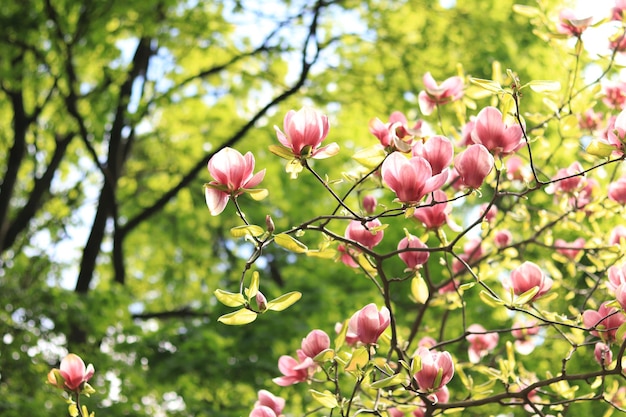 Magnolia blossom in the park Pink and white flowers natural background Blooming tree