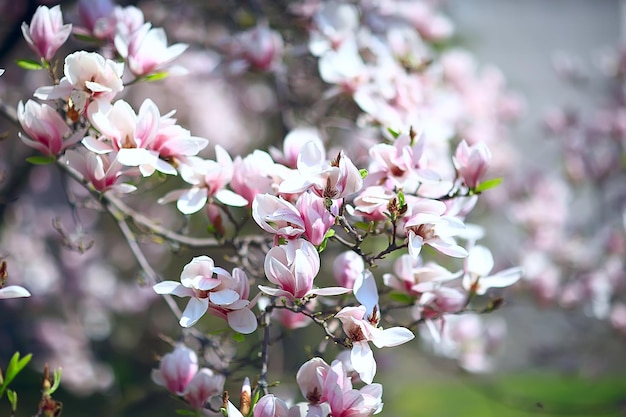 magnolia blossom spring garden / beautiful flowers, spring background pink flowers