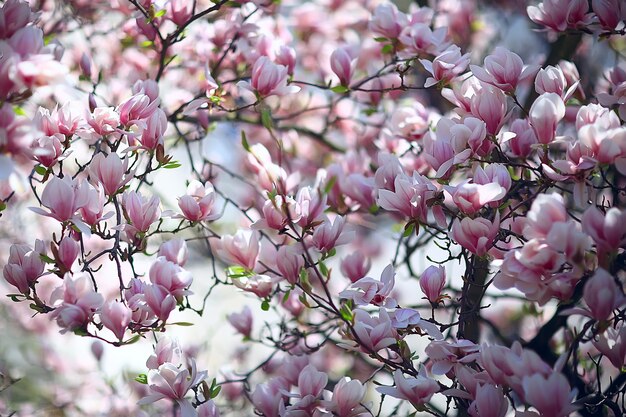 magnolia blossom spring garden / beautiful flowers, spring background pink flowers