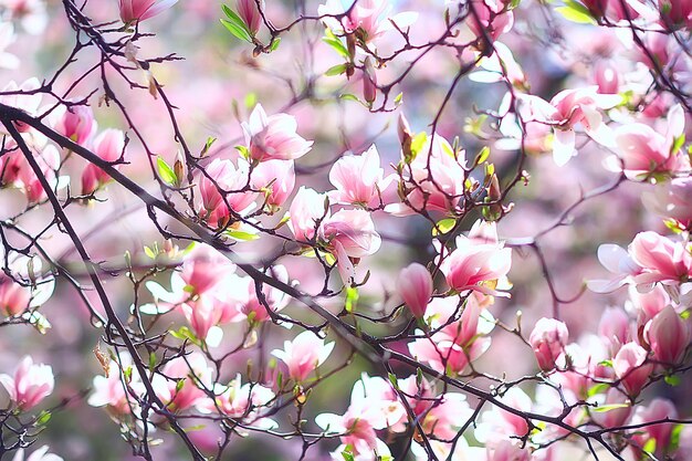 マグノリアの花春の庭/美しい花、春の背景ピンクの花