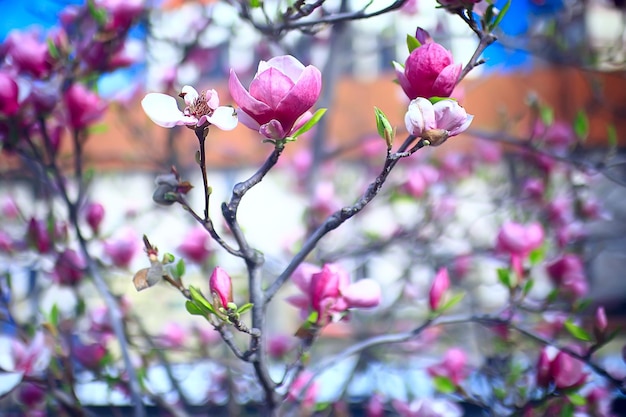 マグノリアの花春の庭/美しい花、春の背景ピンクの花