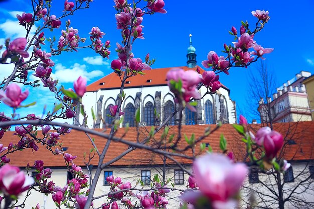 Magnolia blossom spring garden / beautiful flowers, spring background pink flowers