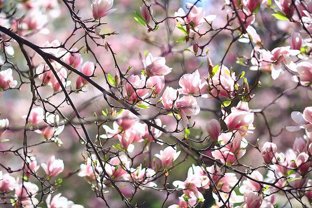 목련 꽃 봄 정원 / 아름다운 꽃, 봄 배경 핑크 꽃